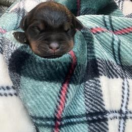 Boy 6 - Black and mahogany male Rottweiler puppy in Buskirk, New York from Misjef Rottweilers