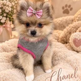 Chanel - Chocolate merle female Pomeranian puppy in Edinburg, Texas from Divine Valley Poms