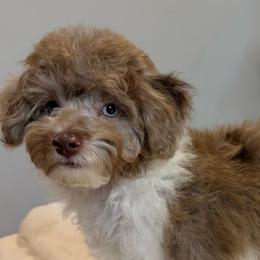Ovi - Brown and white male Cockapoo puppy in Queens, New York from The 2 Musketeers_Cockapoos