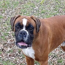 Boxers from Chinquapin Hill