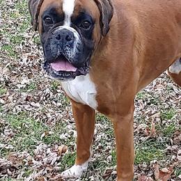 Boxers from Chinquapin Hill