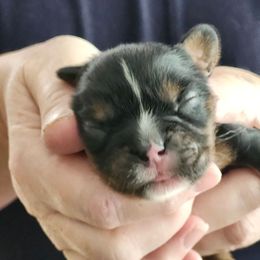 Katherine - Black and tan female Cavalier King Charles Spaniel puppy in Waterloo, Iowa from Muddy Paws Cavaliers