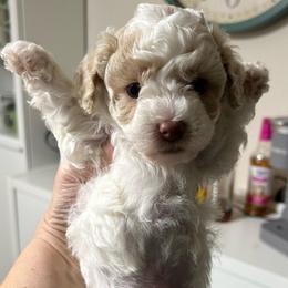 Charlie - Parti male Poodle puppy in Mineral Wells, Texas from S.H.A.R.P.’s Toy Poodles
