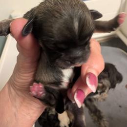 Micky - Grizzle male Lhasa Apso puppy in Fort Worth, Texas from Cynthia's Lhasa Apsos