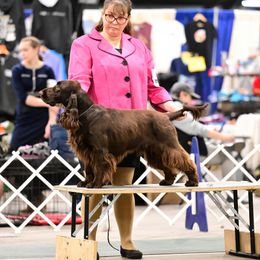 Jubal - Field Spaniel