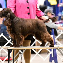 Jubal - Field Spaniel