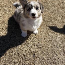 Miracle - Brindle merle and white male American Corgi puppy in Temple, Texas from Silver Moon Cardigan Corgis