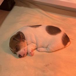 Boy 2 Bernard - Brown and white male Jack Russell Terrier puppy in Greeneville, Tennessee from Wampler Jacks