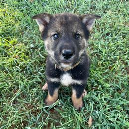 Yuru - Black sesame male Shikoku Ken puppy in Tribbey, Oklahoma from Osaka Ninken Shikoku