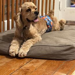 Oscar - Cocker Spaniel