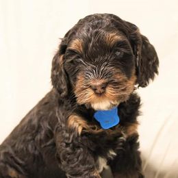 Heidi - Australian Labradoodle