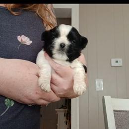 Oreo - Tricolor male Shih Tzu puppy in Brodnax, Virginia from K.B's