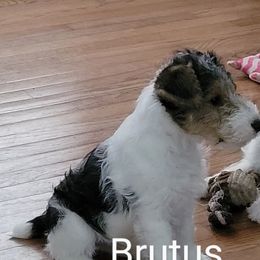 Wire Fox Terrier Puppies from Bob's Wire Fox Terriers