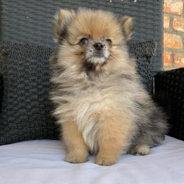 Alvin - Chocolate merle male Pomeranian puppy in San Jacinto, California from Savvypomeranians