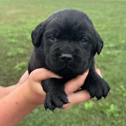 Smokey - Black male Labrador Retriever puppy in Garnett, Kansas from Timberland Creek Labradors