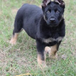 German Shepherd Puppies from Sudenblick German Shepherds