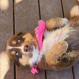 Girl 1 - Red tri Miniature Australian Shepherd puppy in Wellington, Colorado from WGI Aussies