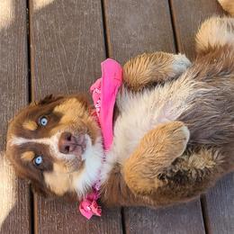 Girl 1 - Red tri Miniature Australian Shepherd puppy in Wellington, Colorado from WGI Aussies