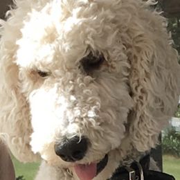 Poodles from Donna Shelby