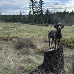 German Shorthaired Pointer All Grown Up from Holding Hands Farm