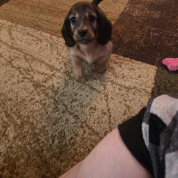 Dachshund Puppies from Ohana Mini Dachs