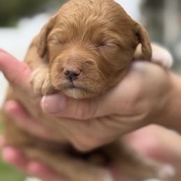 Lannie - orange collar female - Red  female Goldendoodle puppy in Yuciapa, California from AlltheDoodlez_