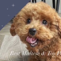 Companion Crosses, Maltese, Maltipoos, and Poodles from GlamPaw Maltipoos