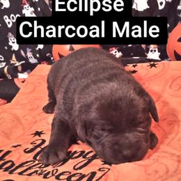 Eclipse - Charcoal male Dilute Retriever puppy in Madras, Oregon from GT Labradors