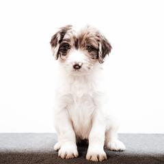 Esme - female Newfypoo puppy in Marshallville, Ohio from Windy Hill Dogs