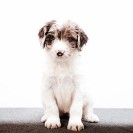 Esme - female Newfypoo puppy in Marshallville, Ohio from Windy Hill Dogs