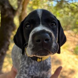 Pepper - yellow collar - Black roan male German Shorthaired Pointer puppy in Mokelumne Hill, California from Underhill GSP