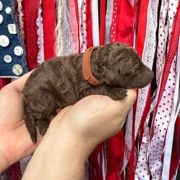 Boy 2 - Brown male Poodle puppy in Fairfield, North Carolina from Leaning T Ranch