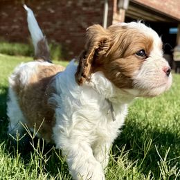 Bernedoodle Puppies from 4P’s Doodles