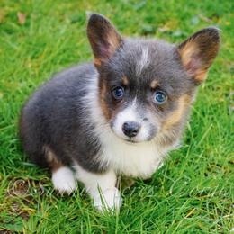 Bluebird - Blue female Pembroke Welsh Corgi puppy in Bedford, Indiana from Sunny Acres Corgis