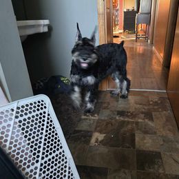 Giant Schnauzer Puppies from House of Roth Giant Schnauzers