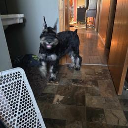 Giant Schnauzer Puppies from House of Roth Giant Schnauzers