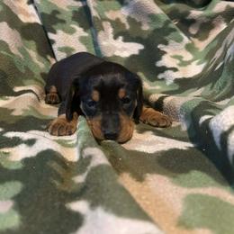 Max - Black and tan male Dachshund puppy in Westminster, South Carolina from Carter's Kennels