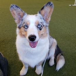 Cardigan Welsh Corgis from Wasatch Valley Cardigans