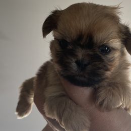 Padmé Amidala - Gold Shih Tzu puppy in California from Eunice's Shih Tzu
