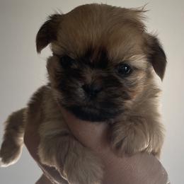 Padmé Amidala - Gold Shih Tzu puppy in California from Eunice's Shih Tzu