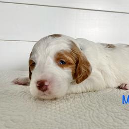 Moose - Parti male Goldendoodle puppy in Stanford, Kentucky from Holloway Goldendoodles
