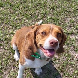 Enos - Beagle