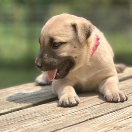 Caroline (pink) - Yellow Black Mouth Cur puppy in Warsaw, Missouri from Heritage Cow Dogs