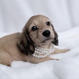 Brook Perfect Vet health checkup - Red female Dachshund puppy in Richmond, Virginia from Irresistible Dachshunds & Cavaliers