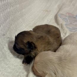 Pekingese and Poodle Puppies from Dogs lovers