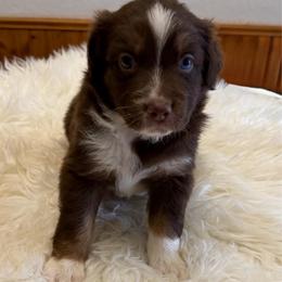 Rudy - Red tri-color male Australian Shepherd puppy in Harrah, Oklahoma from Kamm's Aussies