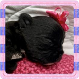 Valentina - Black and tan female Yorkshire Terrier puppy in Annandale, Virginia from Artisan Yorkies LLC
