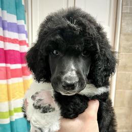 Poodle Puppies from Apricity Poodles