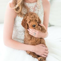 Cavapoo and Goldendoodle Puppies from Safari Doodles