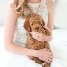 Cavapoo and Goldendoodle Puppies from Safari Doodles